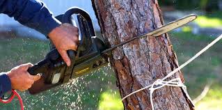 Trusted Llano Grande, TX Tree Services Experts