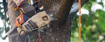 Best Tree Maintenance Programs  in Llano Grande, TX
