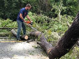Best Seasonal Cleanup (Spring/Fall)  in Llano Grande, TX