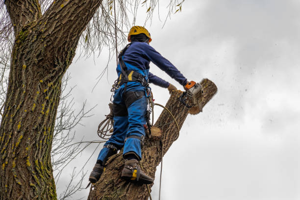Best Tree Cabling and Bracing  in Llano Grande, TX